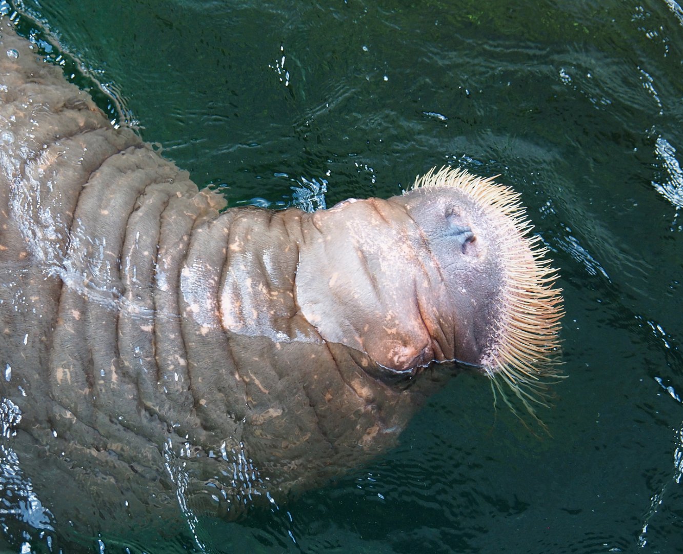 Pacific walrus (Odobenus rosmarus divergens), 2022-06-28