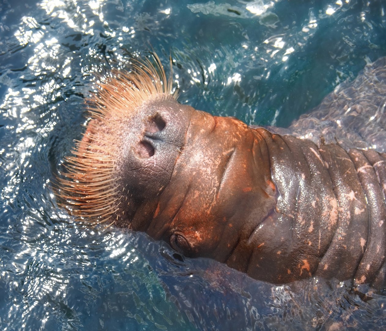 Pacific walrus (Odobenus rosmarus divergens), 2023-05-16