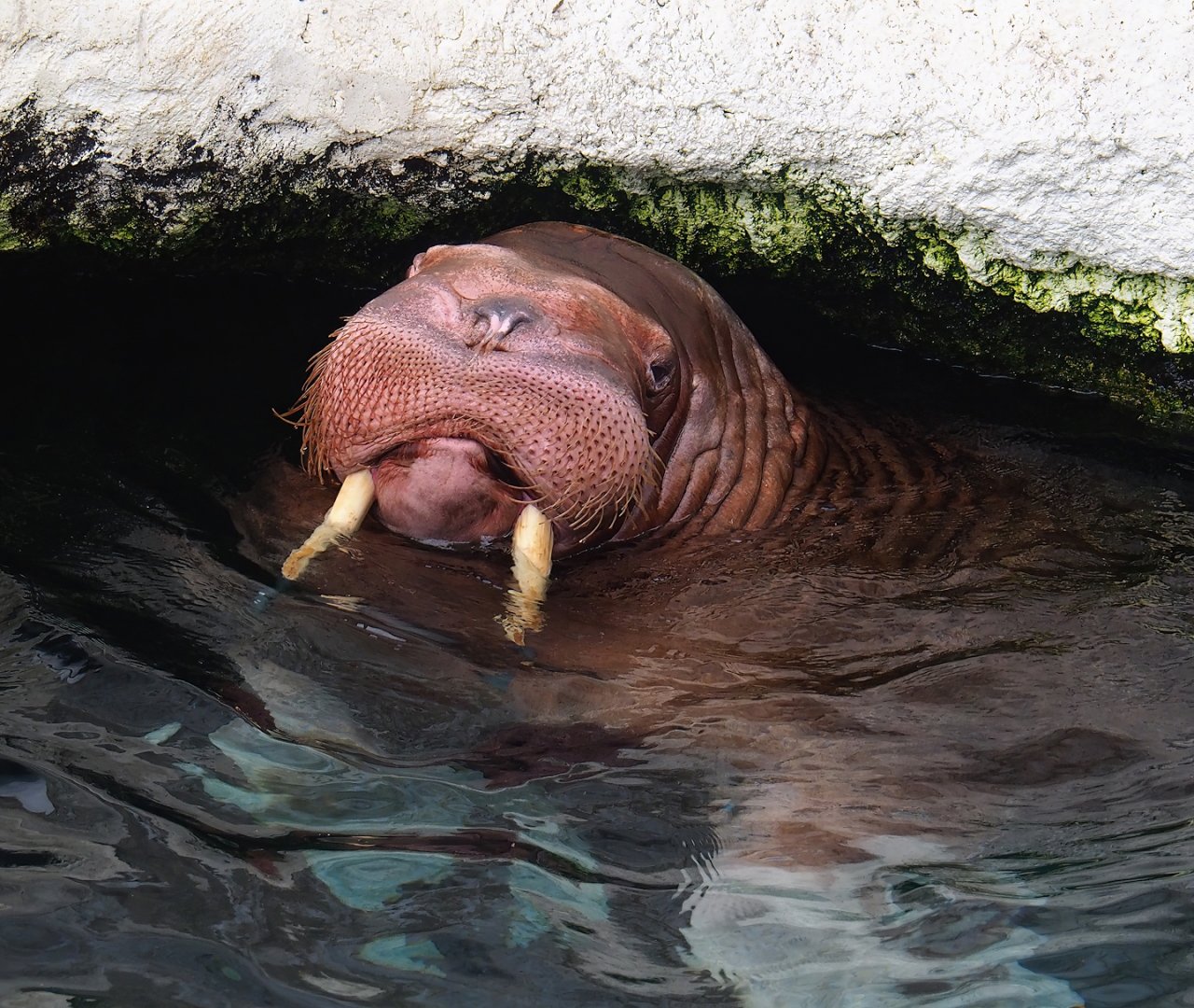 Pacific walrus (Odobenus rosmarus divergens), 2023-10-13