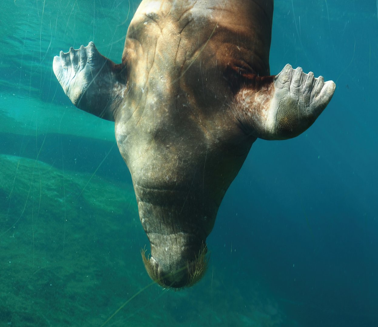 Pacific walrus (Odobenus rosmarus divergens), 2024-09-17