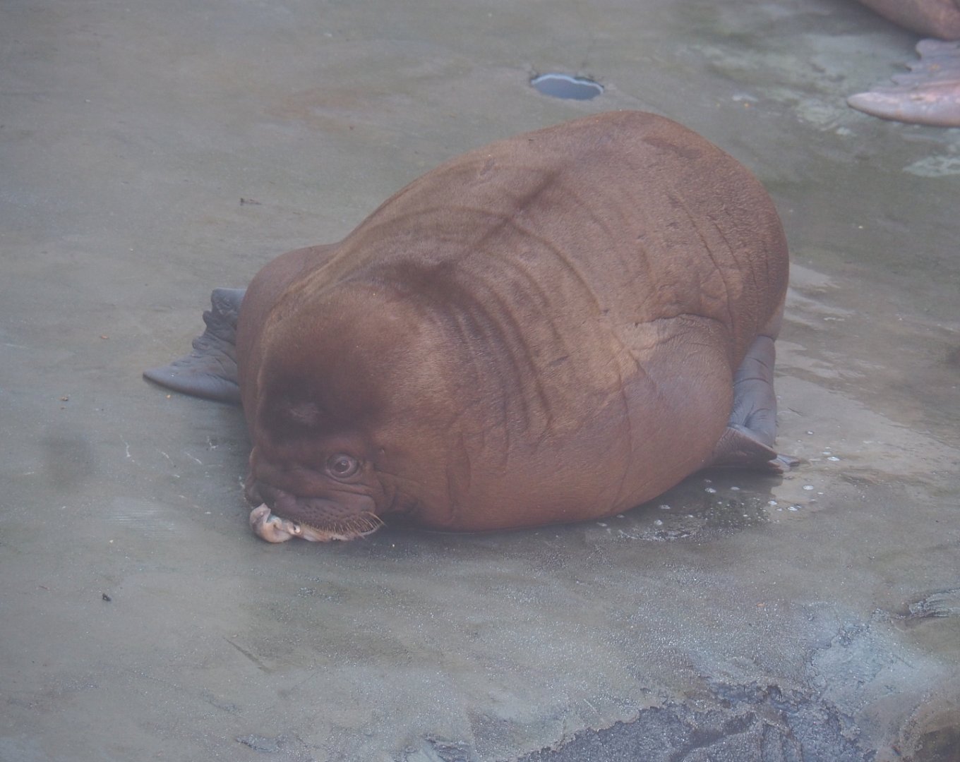 Pacific walrus (Odobenus rosmarus divergens) calf Floki, 2021-09-03