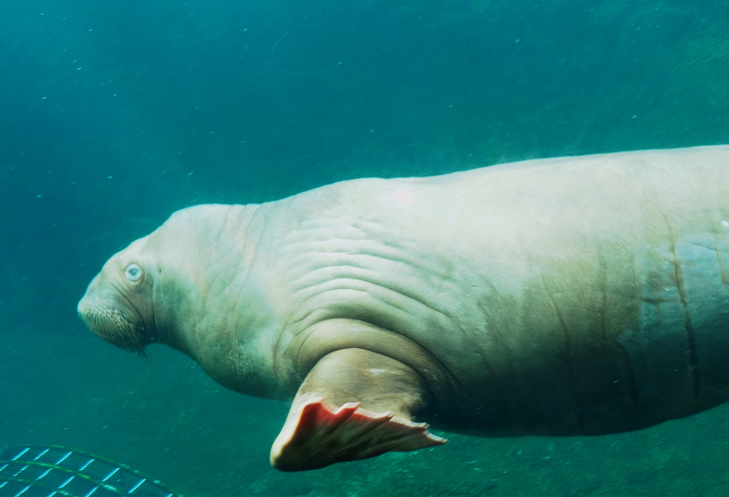 Pacific walrus (Odobenus rosmarus divergens) Frosya underwater, 2021-09-02