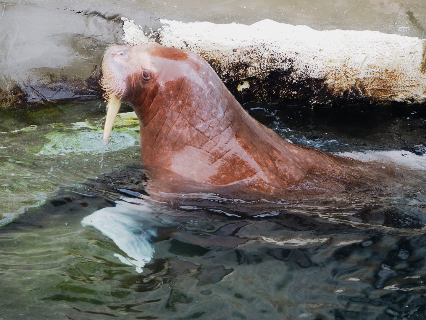 Pacific walrus (Odobenus rosmarus divergens) Garik, 2022-09-14