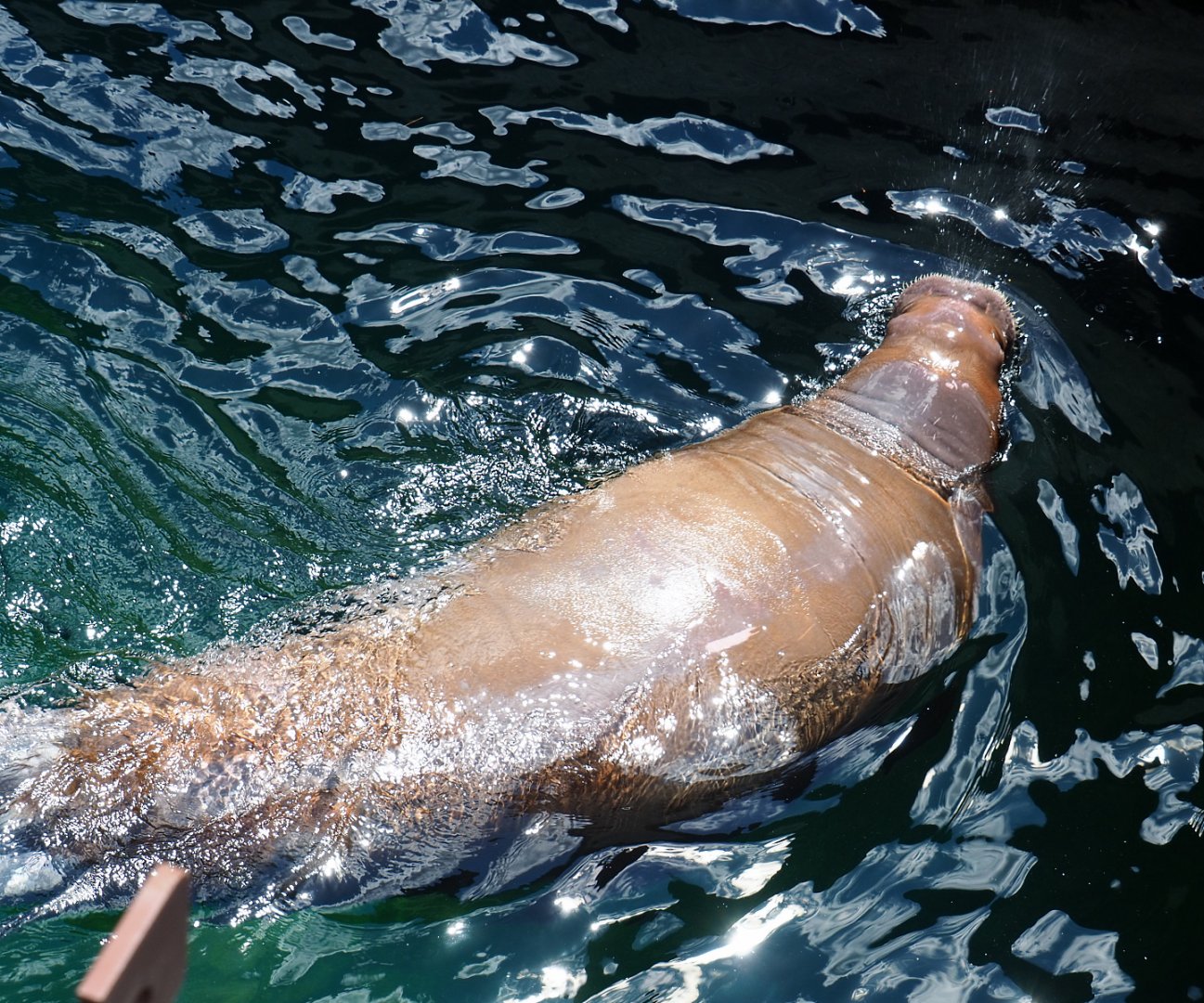 Pacific walrus (Odobenus rosmarus divergens) swimming, 2022-06-28