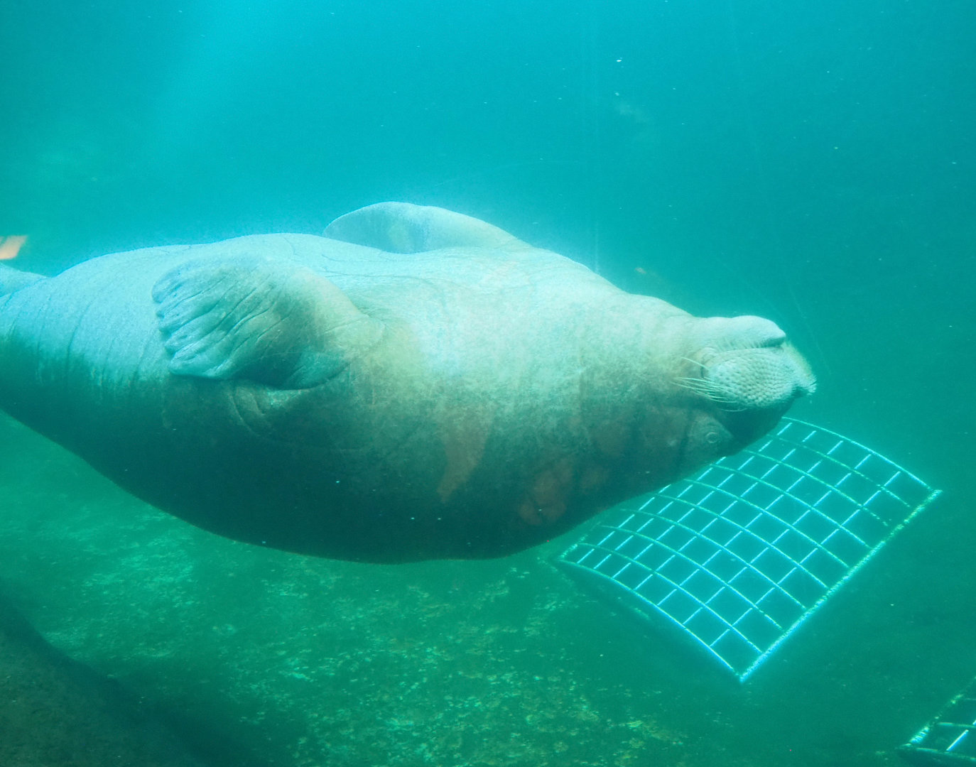 Pacific walrus (Odobenus rosmarus divergens) underwater, 2022-09-14