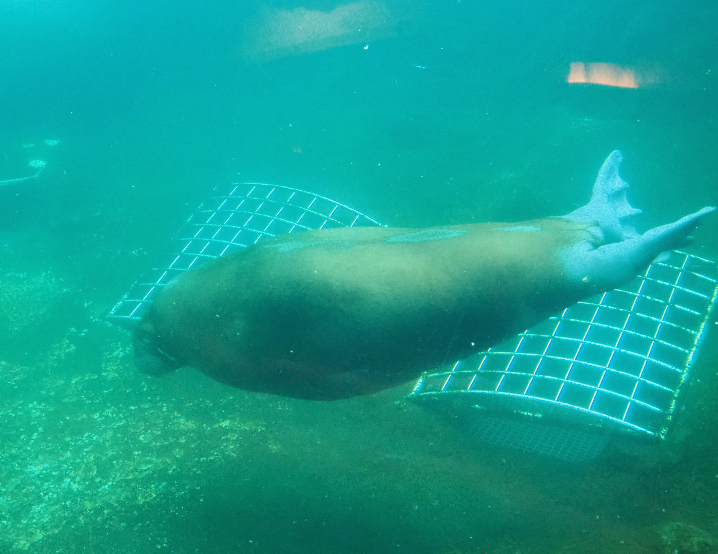 Pacific walrus (Odobenus rosmarus divergens) underwater, 2022-09-14