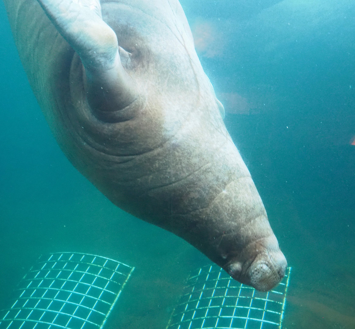 Pacific walrus (Odobenus rosmarus divergens) underwater, 2022-09-14