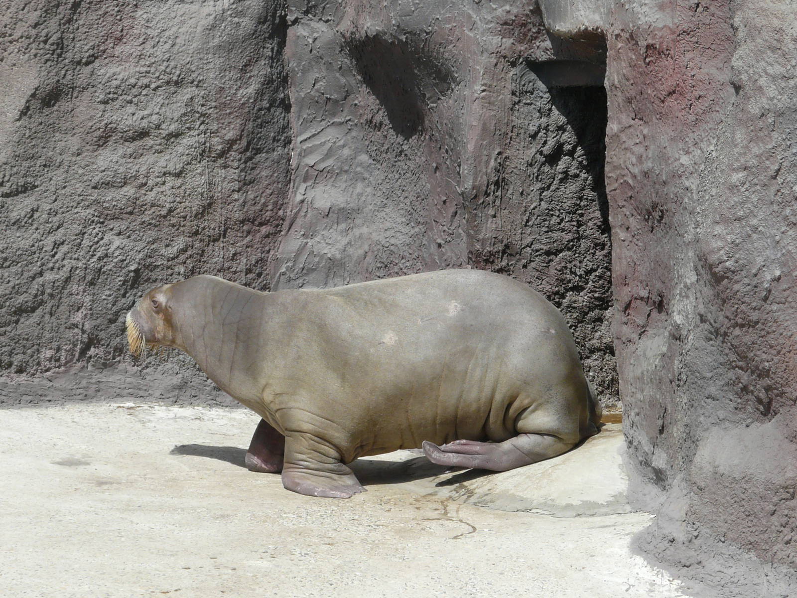 Pacific walrus/ Odobenus rosmarus divergens