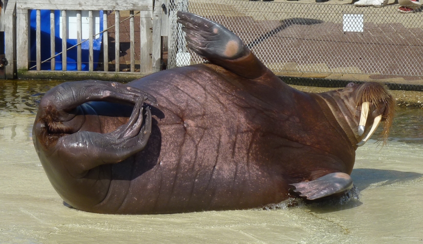 Pacific walrus (Odobenus rosmarus divergens)
