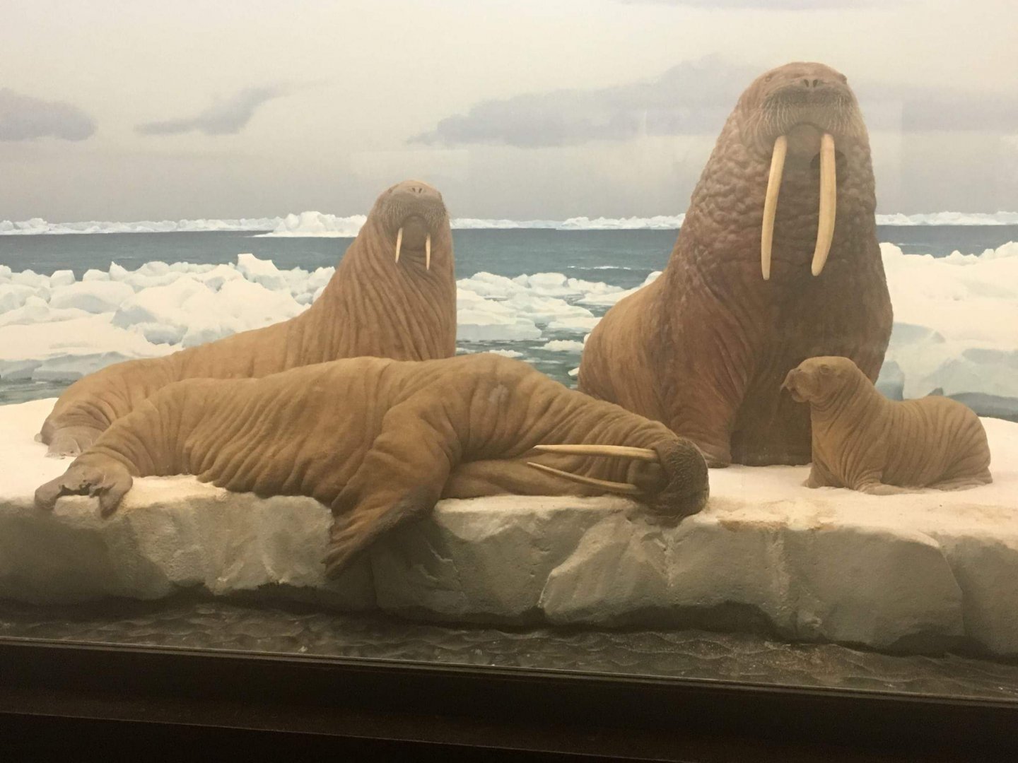 Pacific walrus (Odobenus rosmarus divergens)