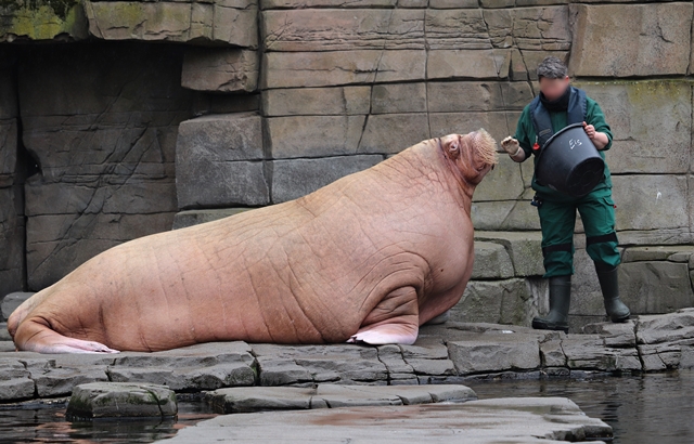 Pacific walrus (Odobenus rosmarus divergens)