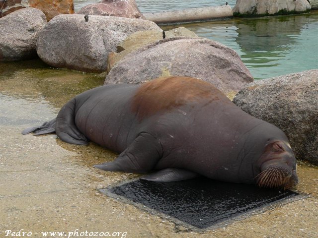 Pacific walrus (Odobenus rosmarus divergens)