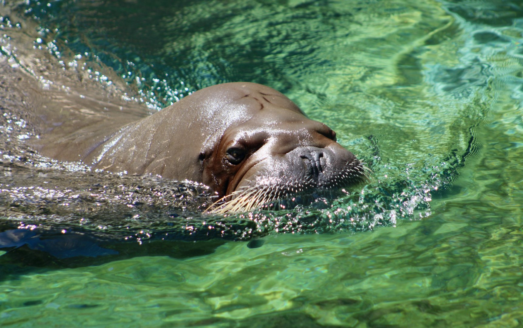 Pacific Walrus (Odobenus rosmarus divergens)