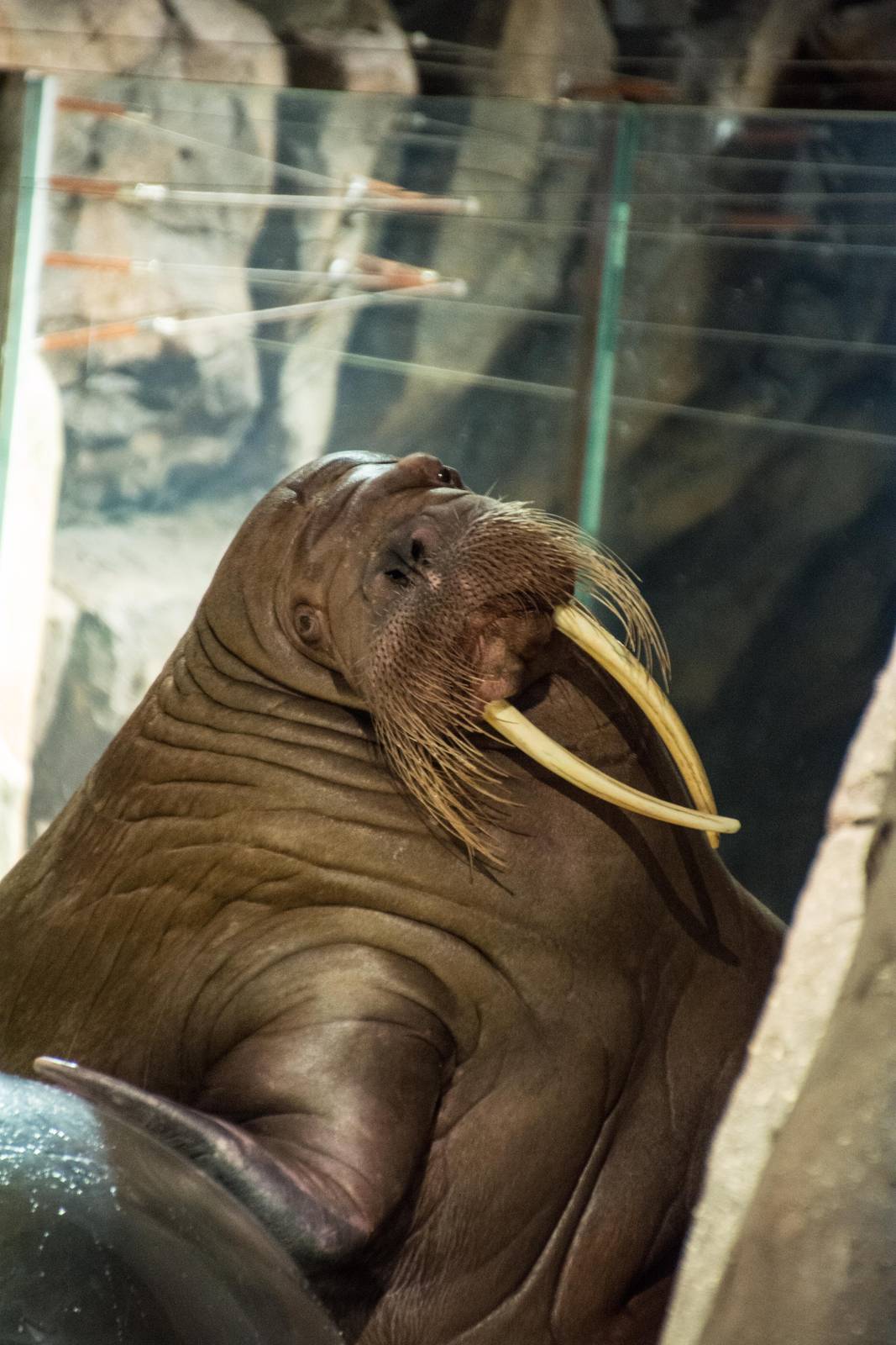 Pacific Walrus - Odobenus rosmarus
