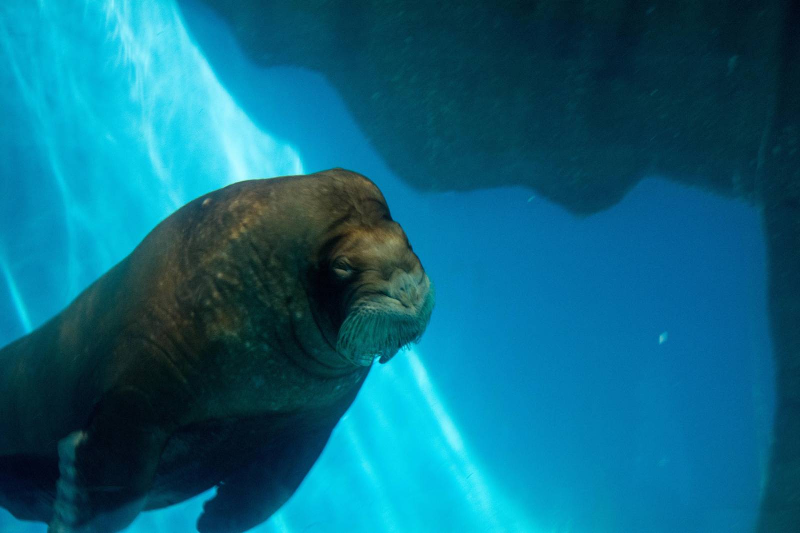 Pacific Walrus - Odobenus rosmarus