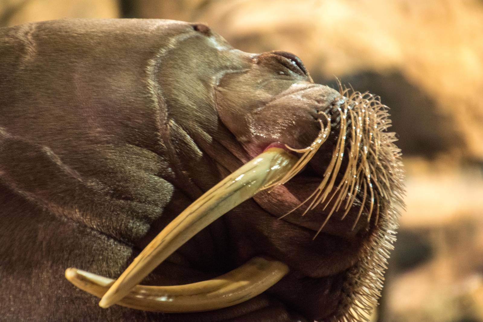 Pacific Walrus - Odobenus rosmarus