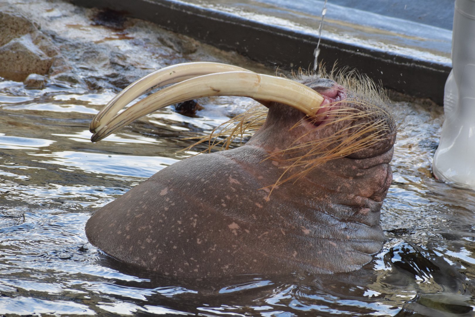 Pacific walrus - Oita Marine Aquarium