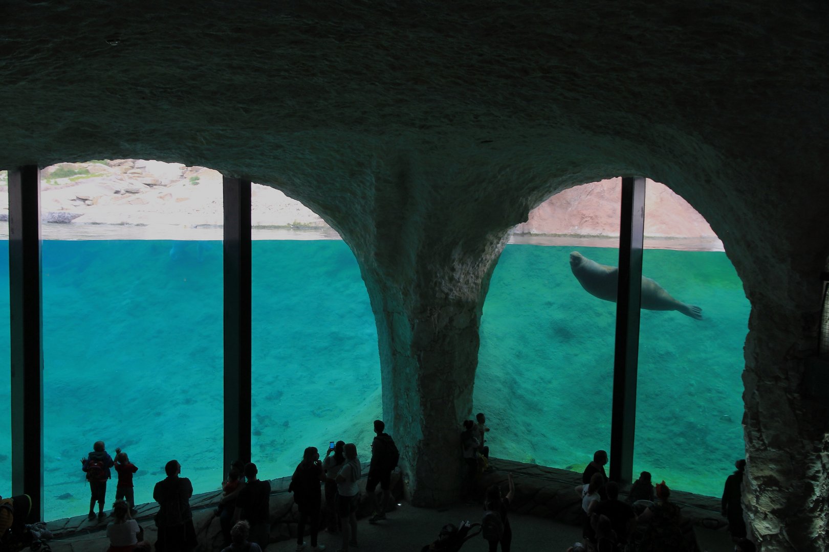 Pacific walrus & polar bear under water viewing (July 2020)