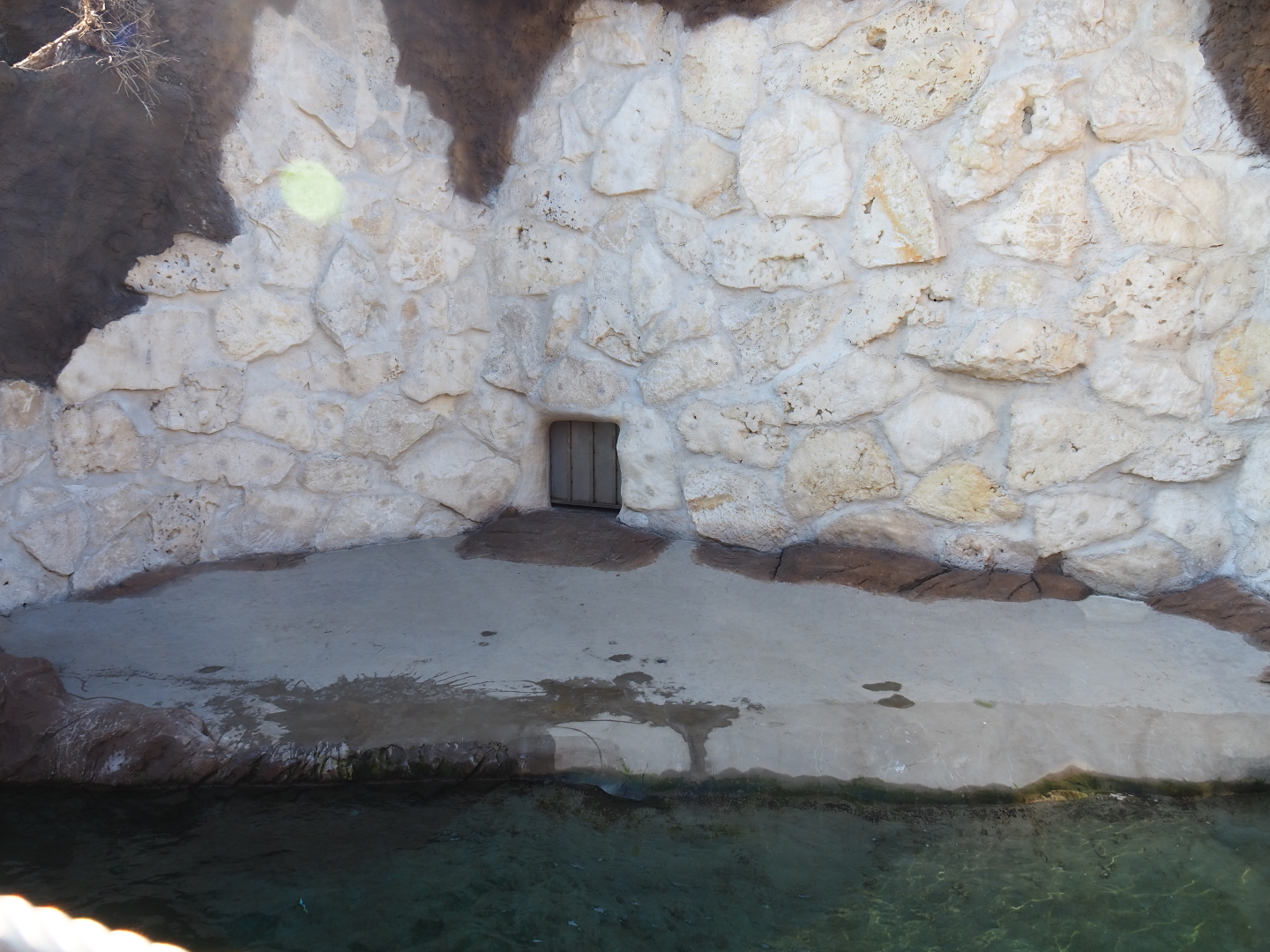 Pacific walrus separation exhibit, 2020-09-02