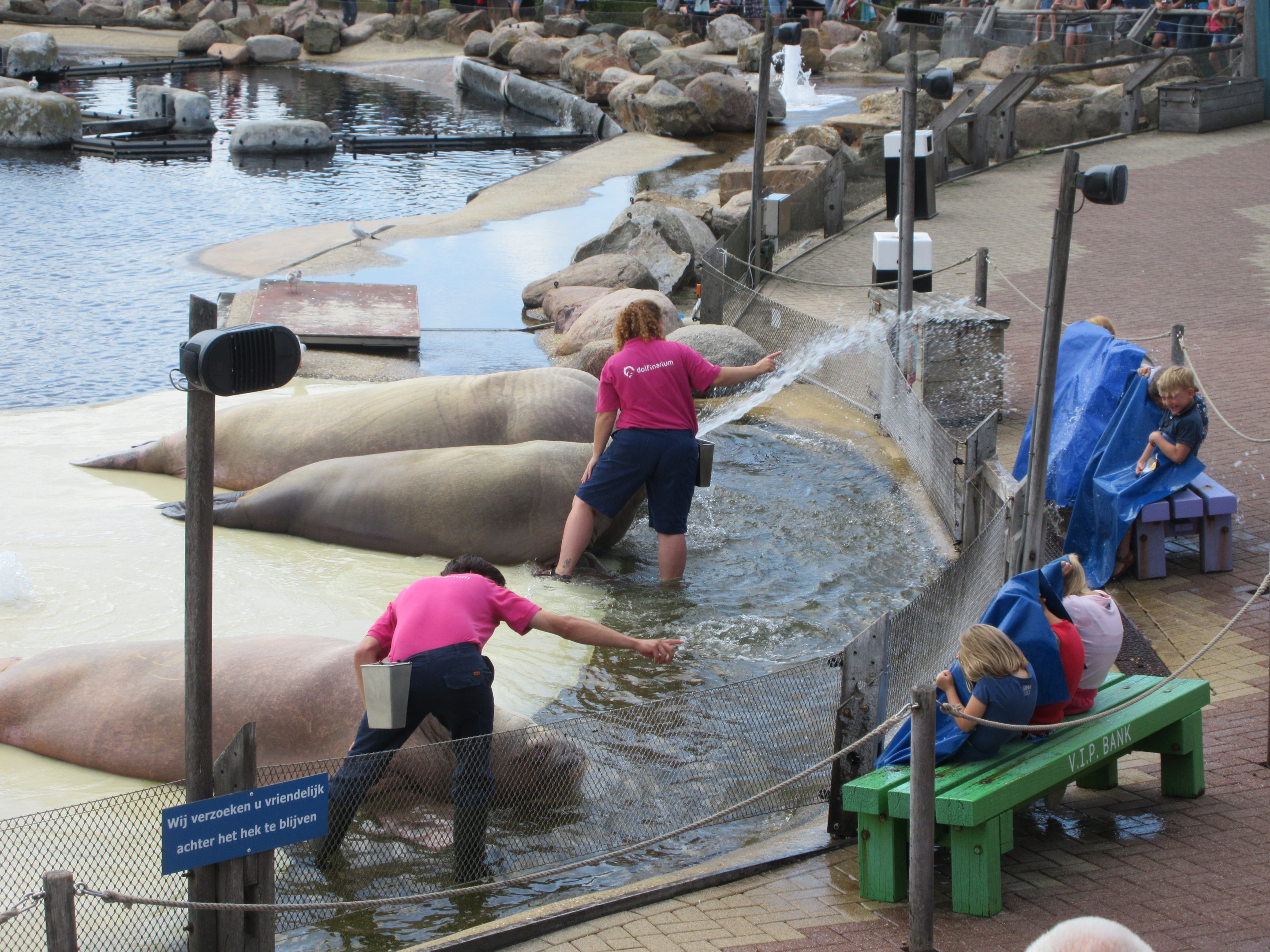 Pacific Walrus Show - squirting kids