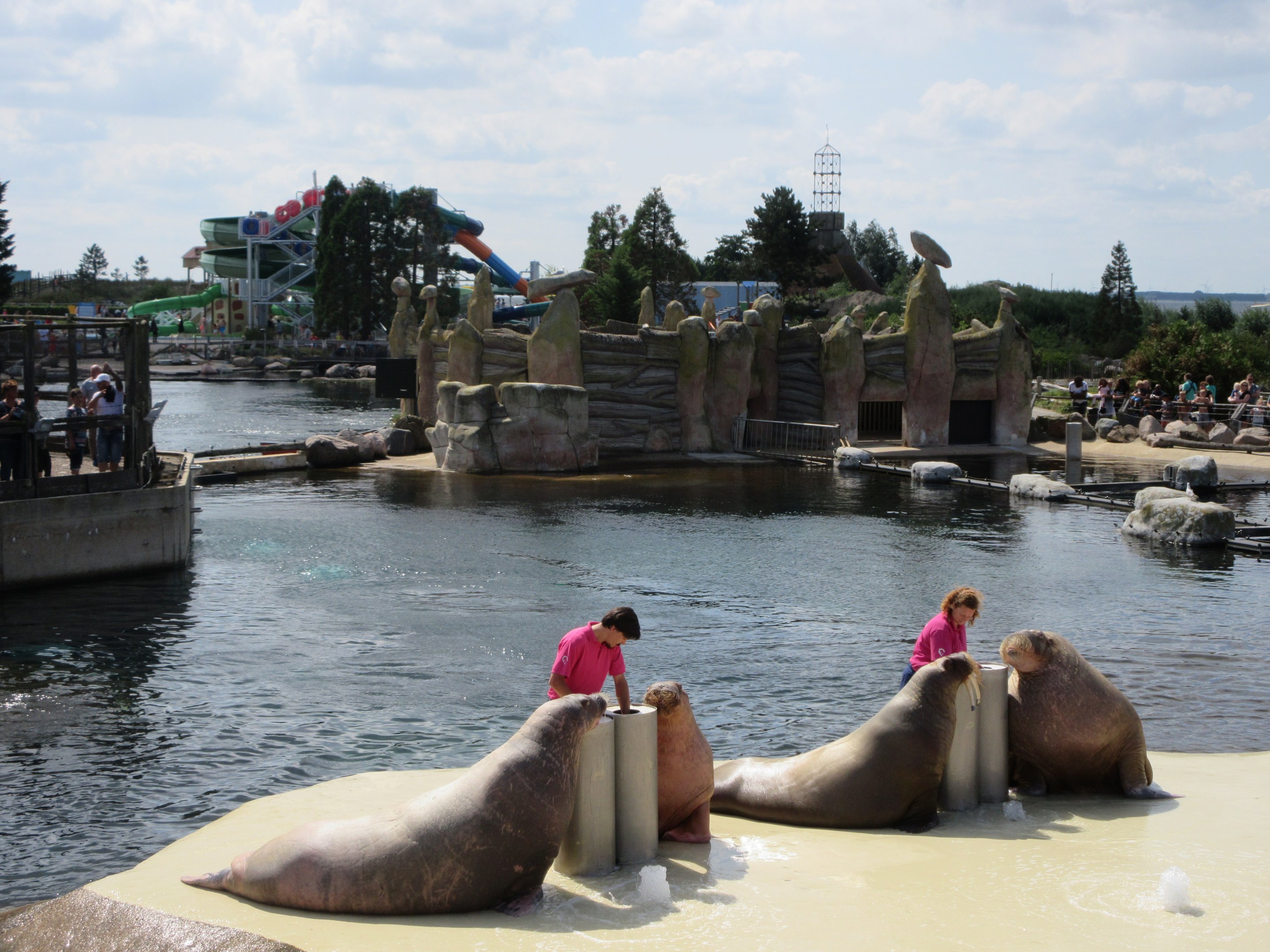 Pacific Walrus Show