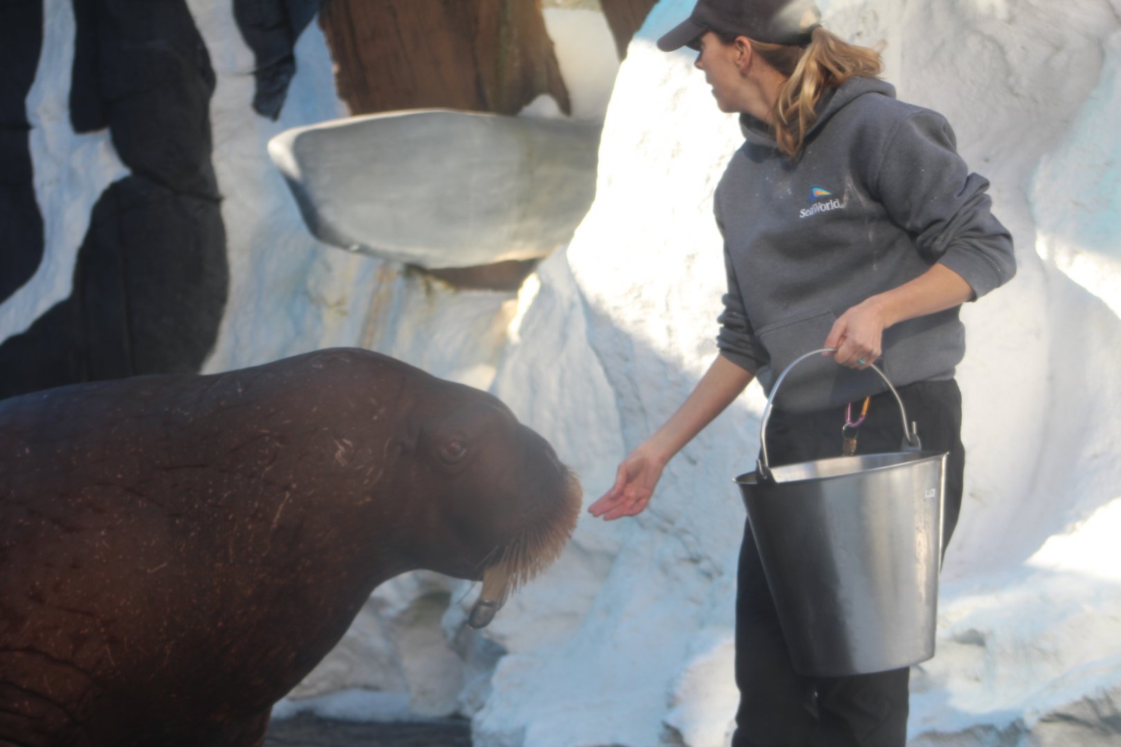 Pacific Walrus Training