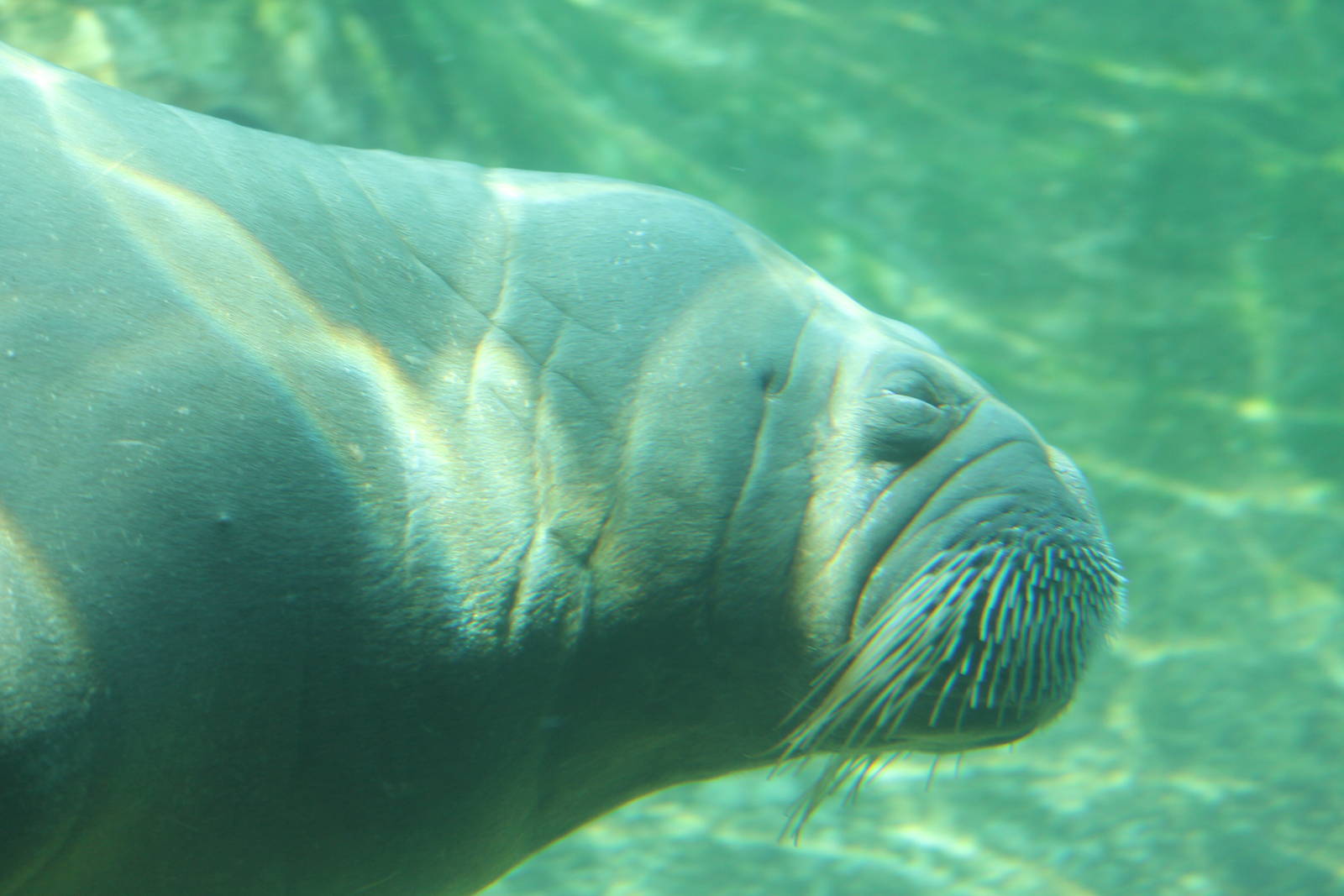 Pacific walrus