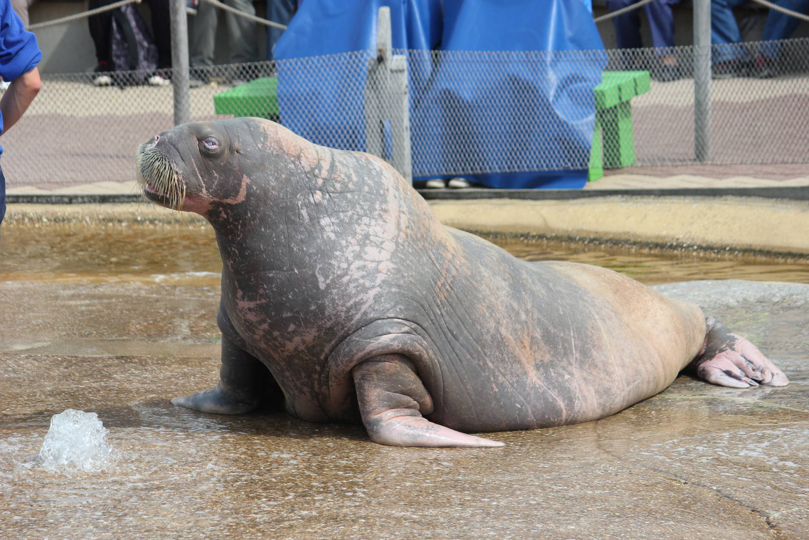 Pacific walrus