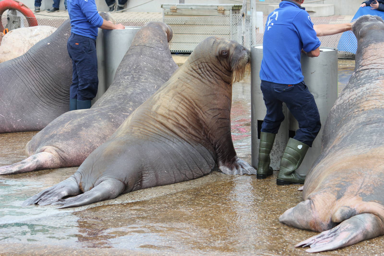 Pacific walrus