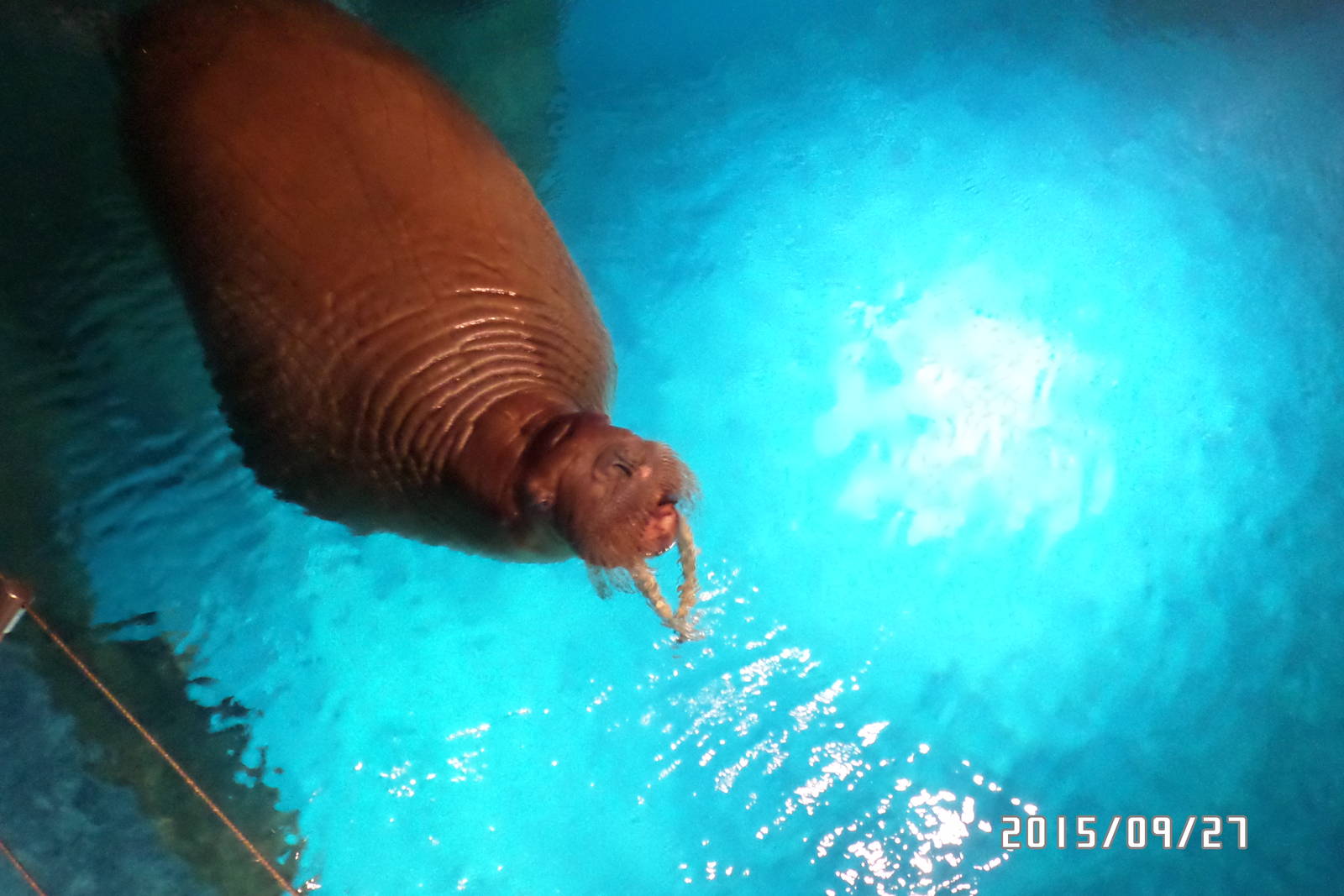 pacific walrus