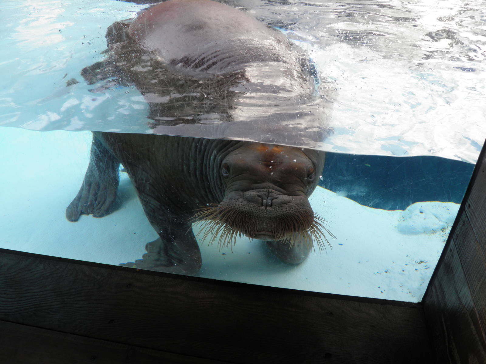 Pacific Walrus