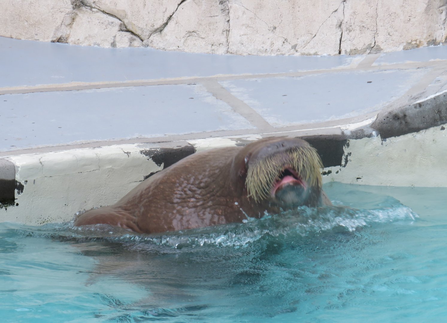 Pacific walrus
