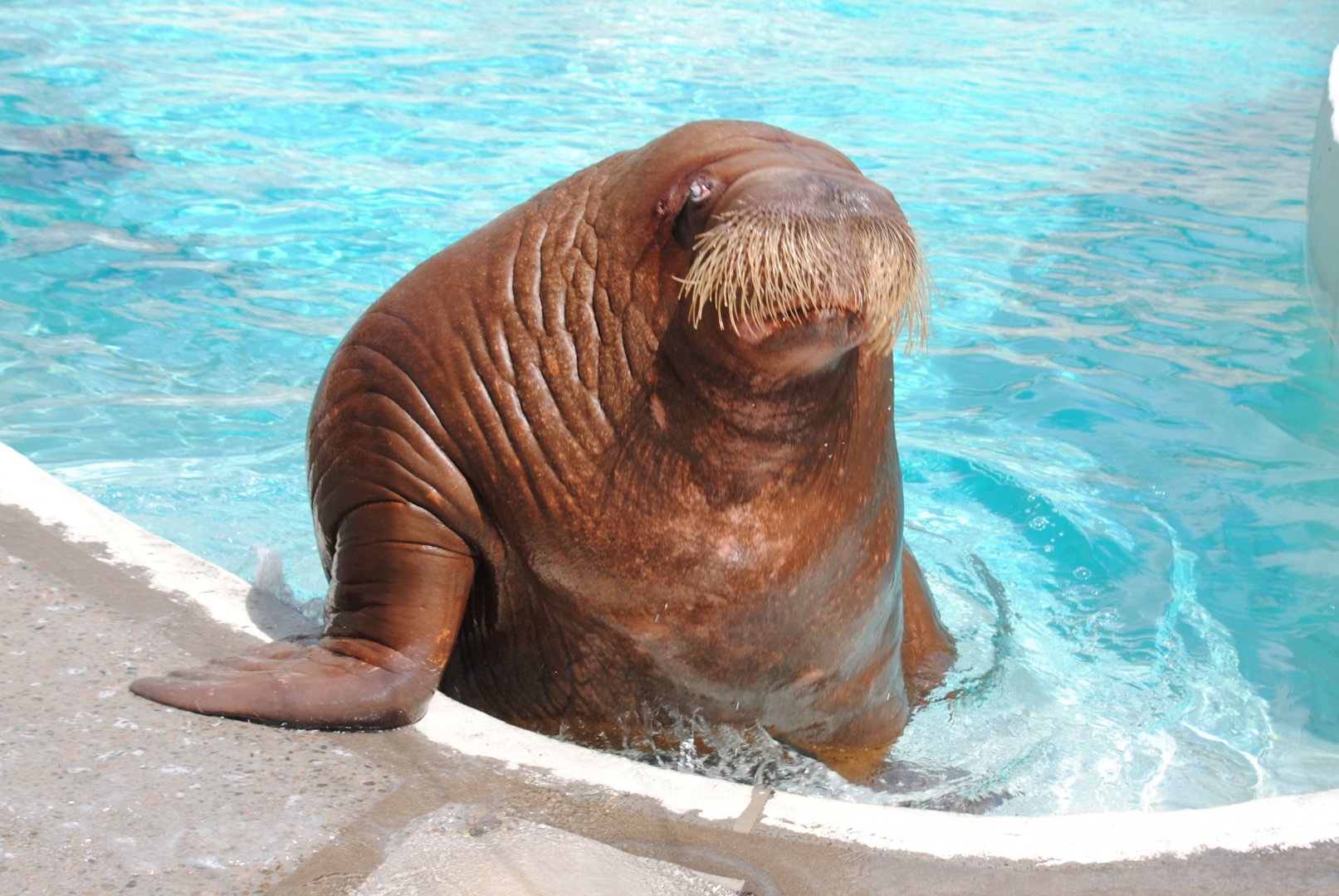 Pacific Walrus
