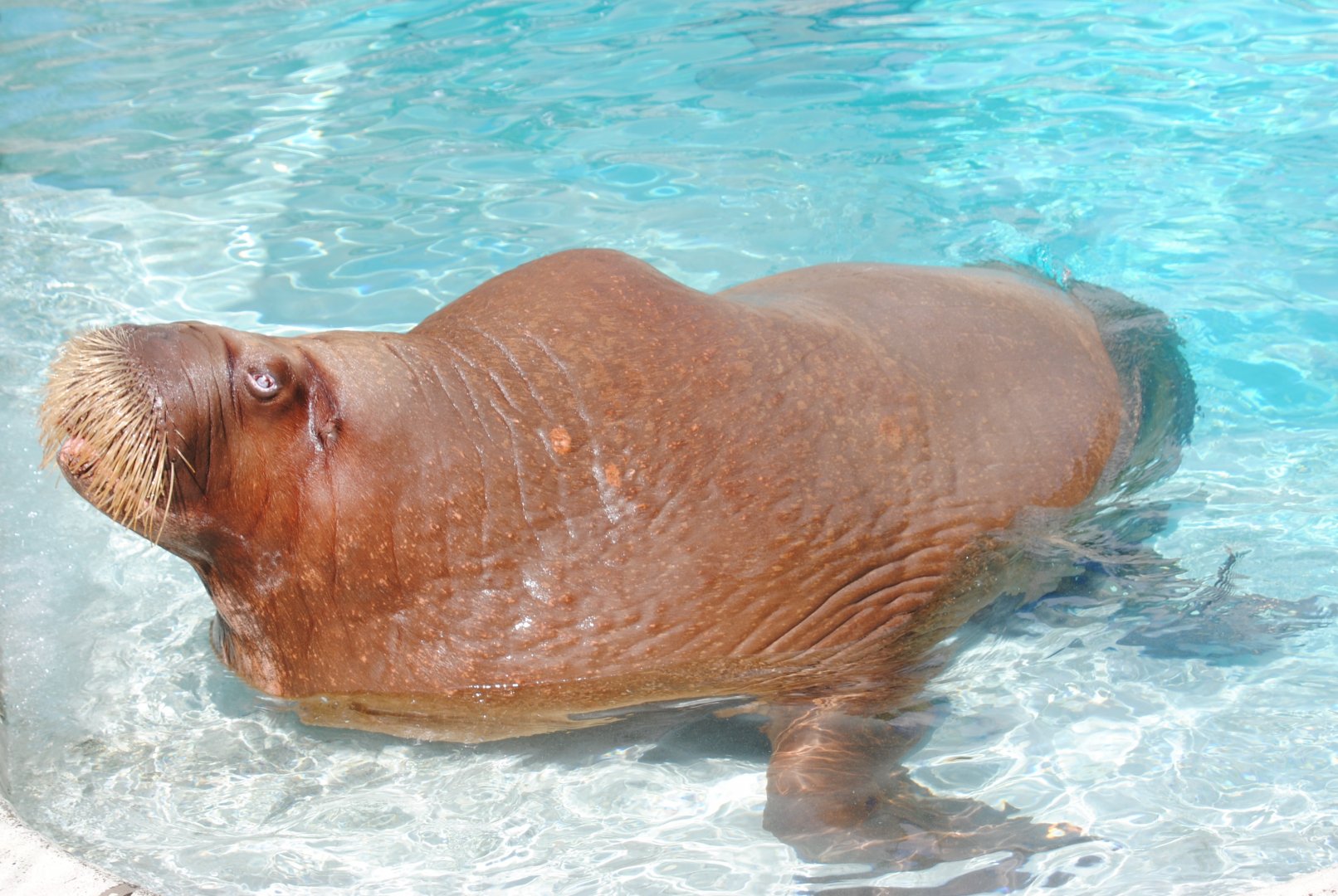 Pacific Walrus