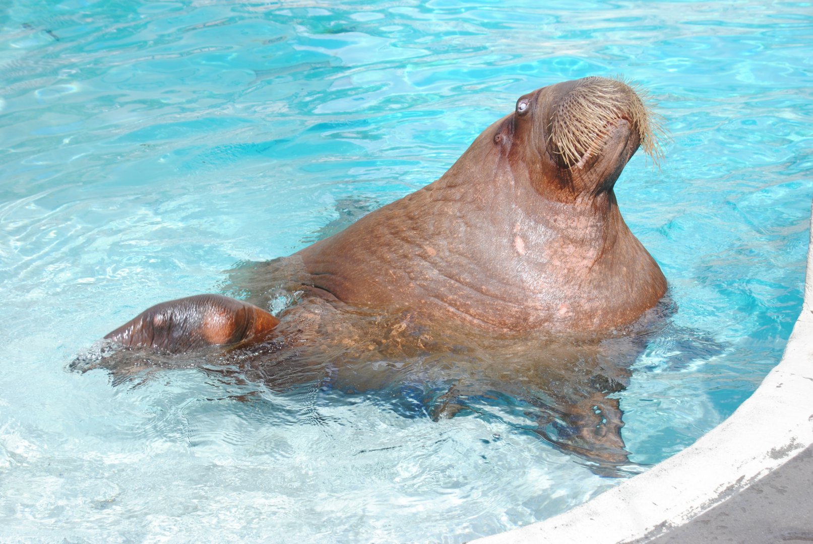 Pacific Walrus