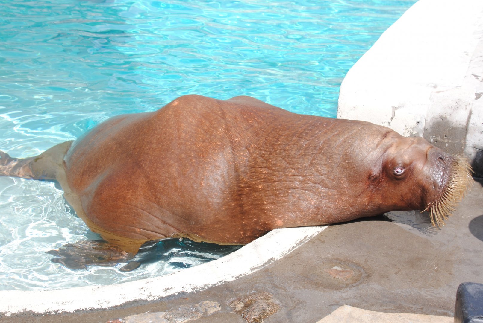Pacific Walrus