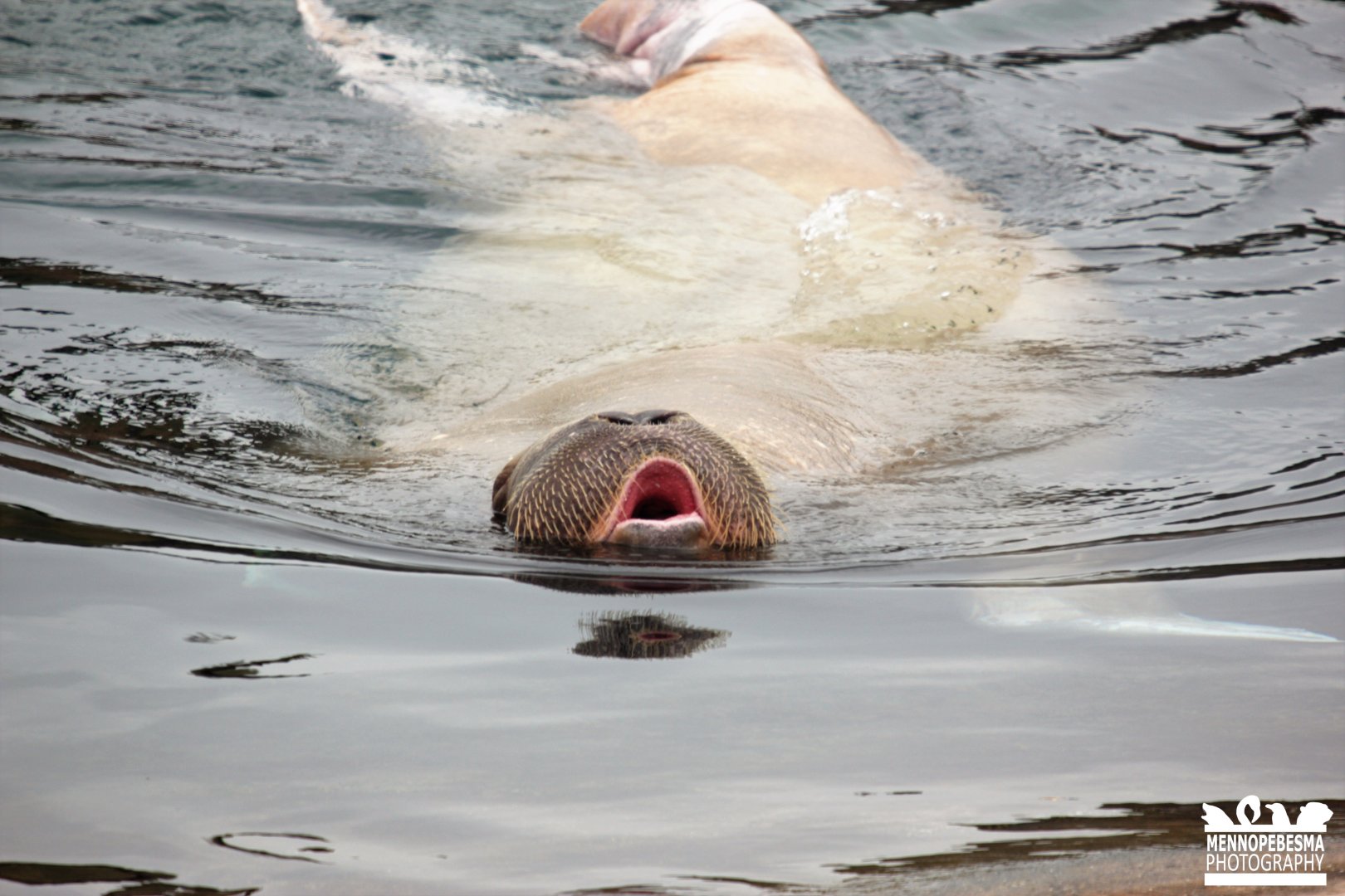 Pacific walrus