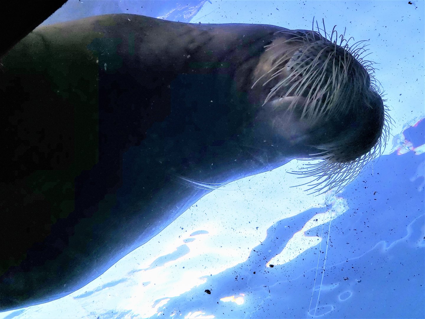 Pacific walrus