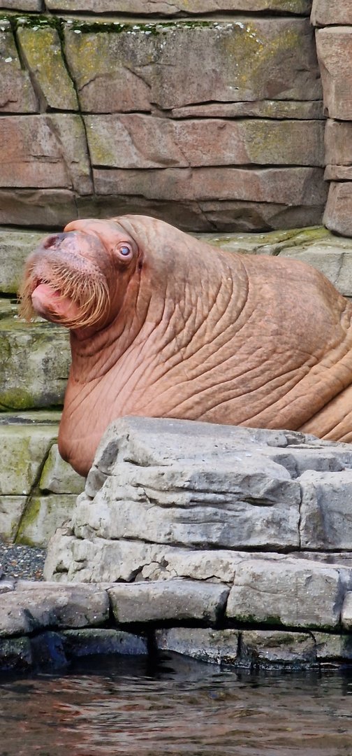 Pacific walrus