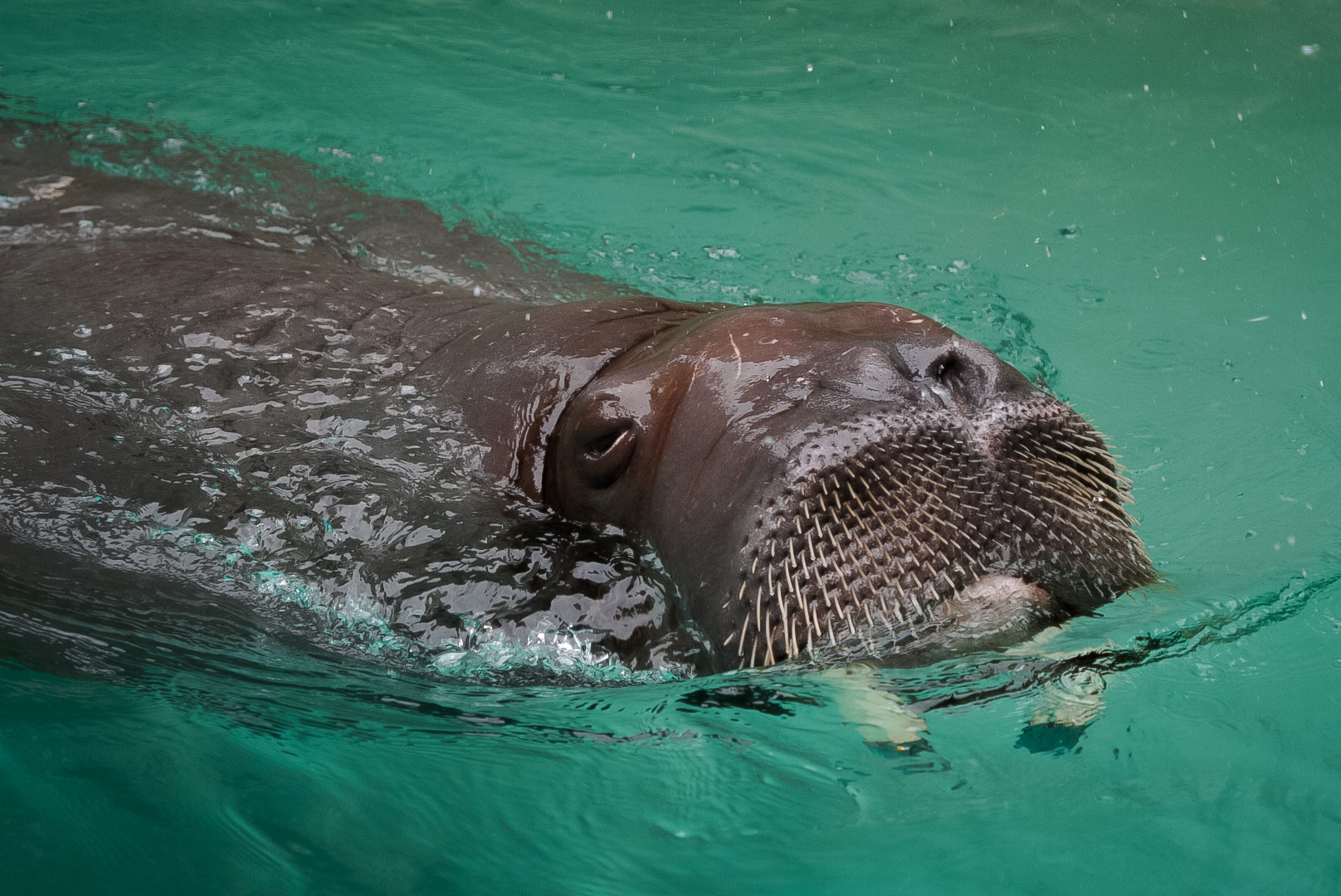 Pacific Walrus