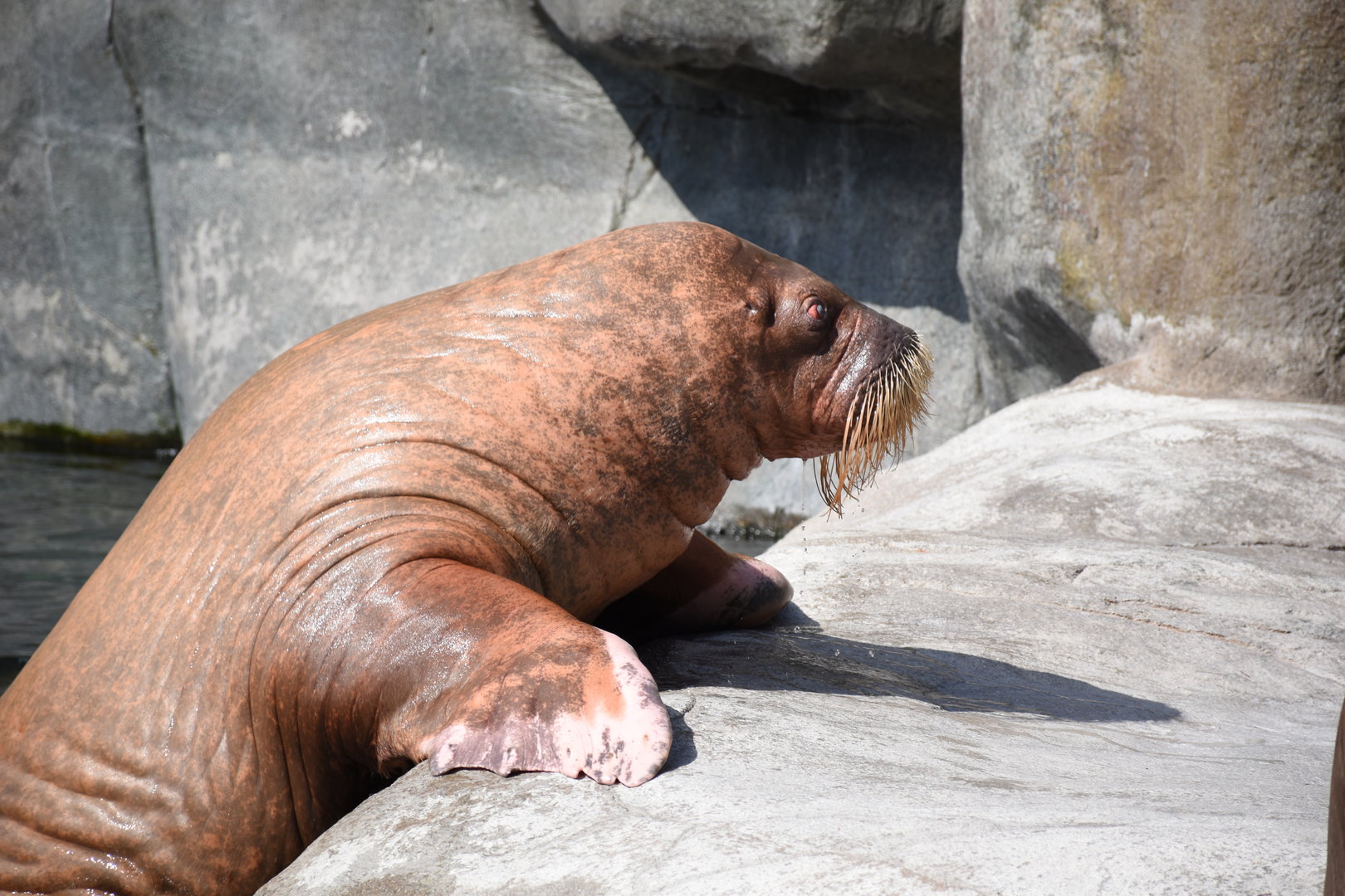 Pacific walrus