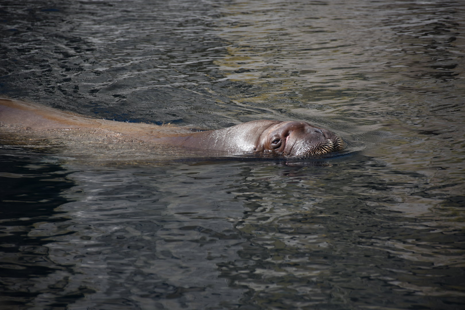 Pacific walrus