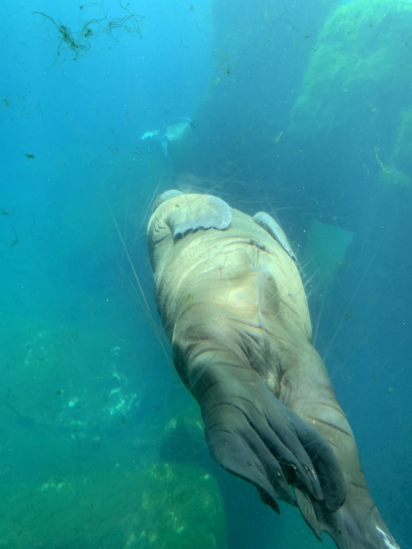 Pacific walrus