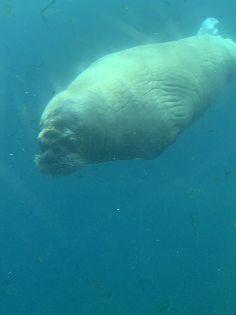 Pacific walrus