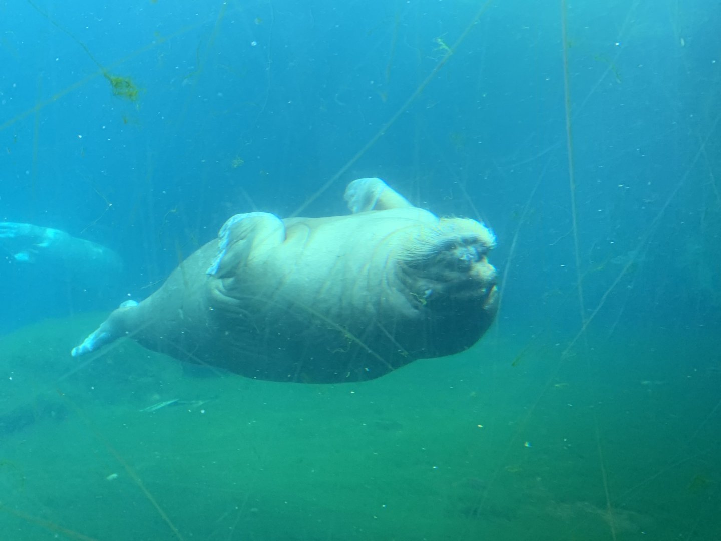 Pacific walrus