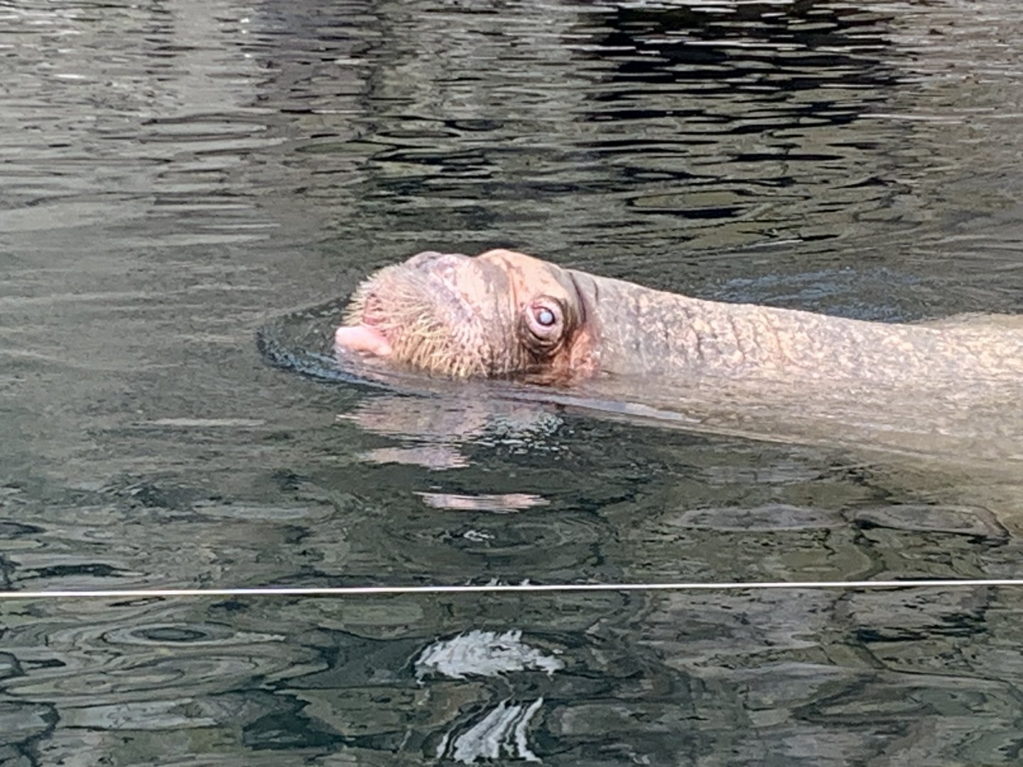 Pacific walrus