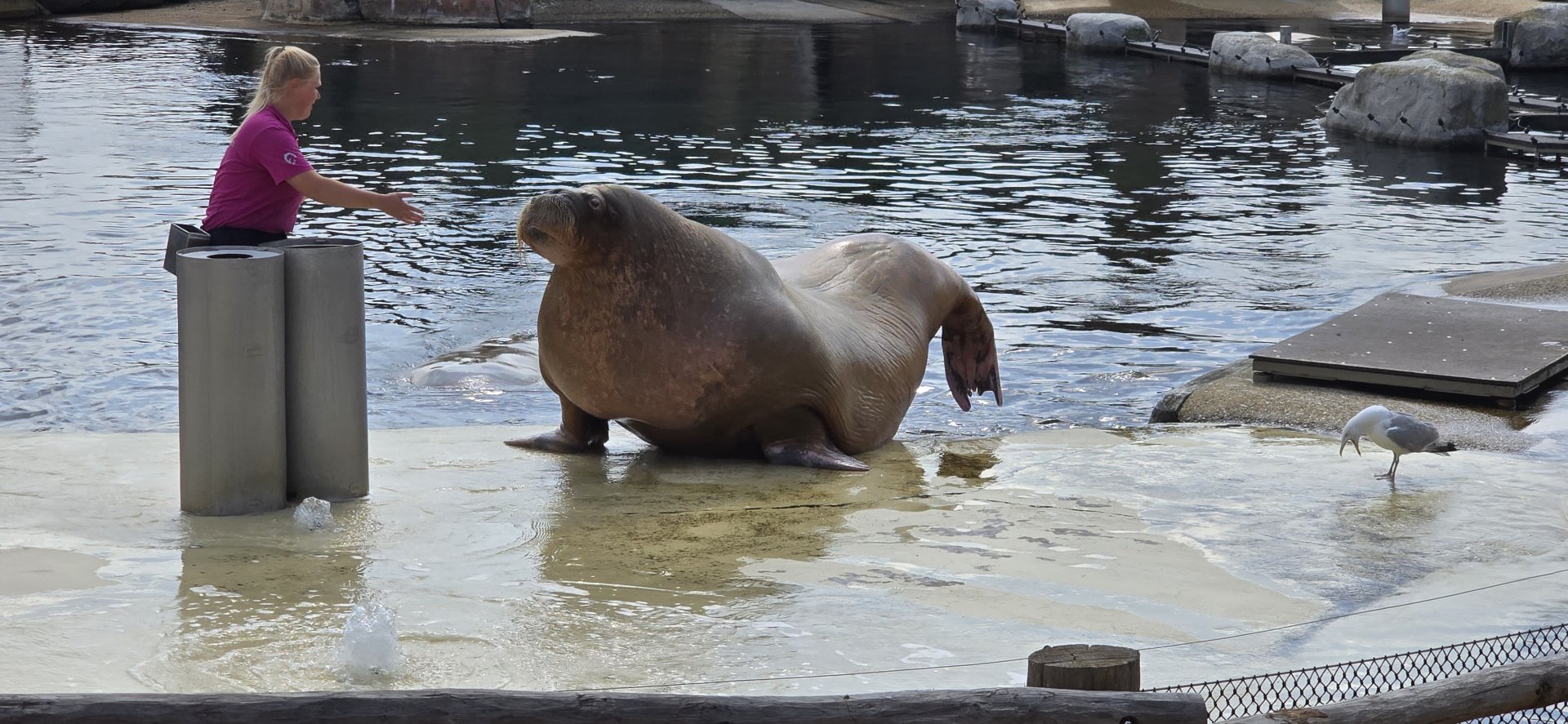 Pacific walrus