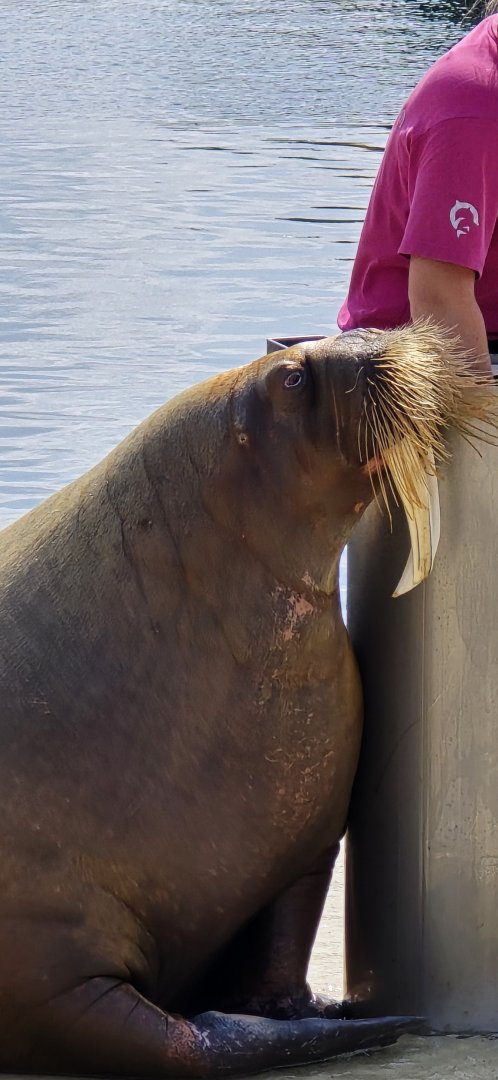 Pacific walrus