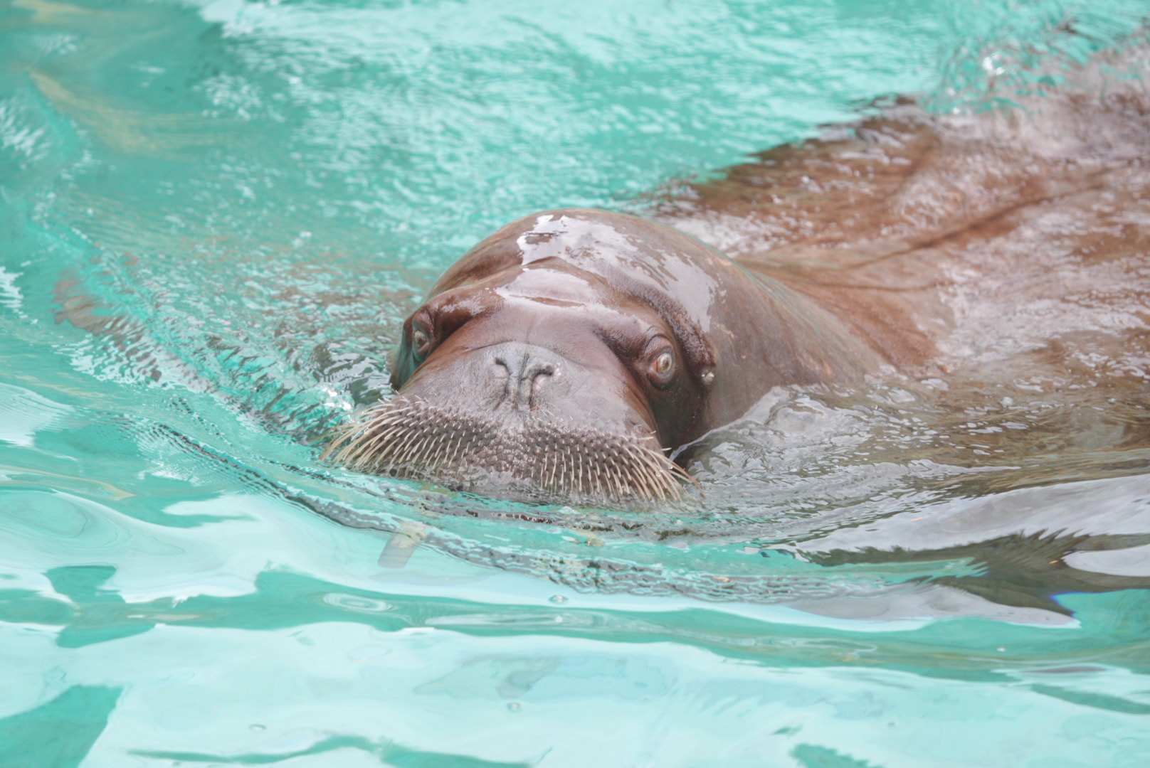 Pacific Walrus
