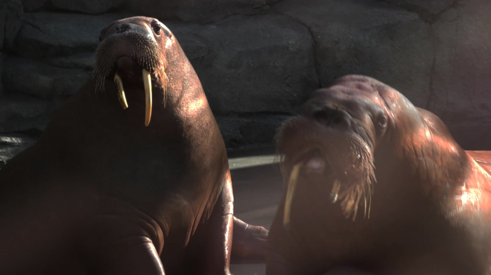 Pacific walrus